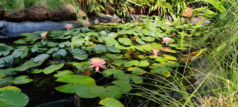 Lotus pond near the Villas, Windflower Prakruthi Resort & Spa, Bangalore