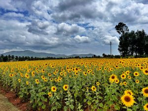 Read more about the article Gundlupet sunflower fields(Exact locations, tips)