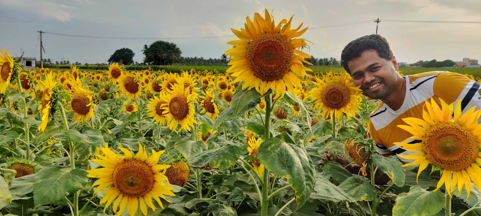 Read more about the article Sundarapandiapuram sunflower fields(Exact locations, tips)